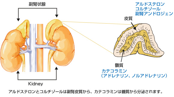 副腎 エキス と は