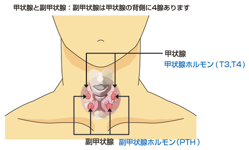 と は 病 バセドウ バセドウ病・橋本病の主な症状、検査の目安、治療について解説