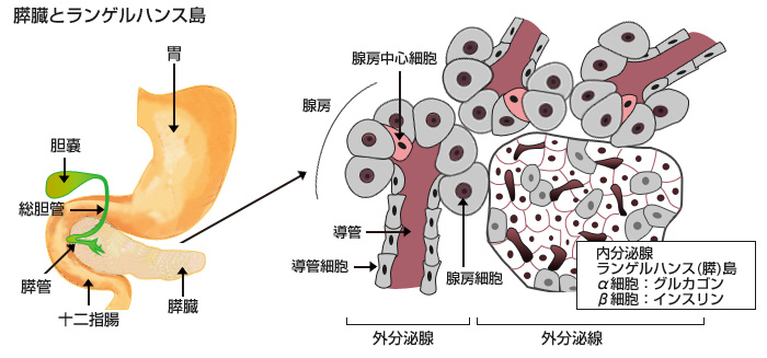 膵臓 東京大学医学部附属病院 腎臓 内分泌内科 公式